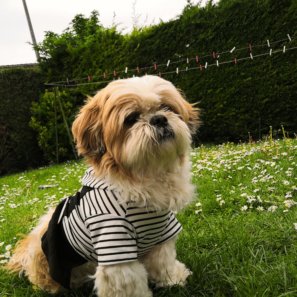 photo de chien portant un petit habit mignon