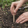 personne qui plante le crayon hanoria dans la terre